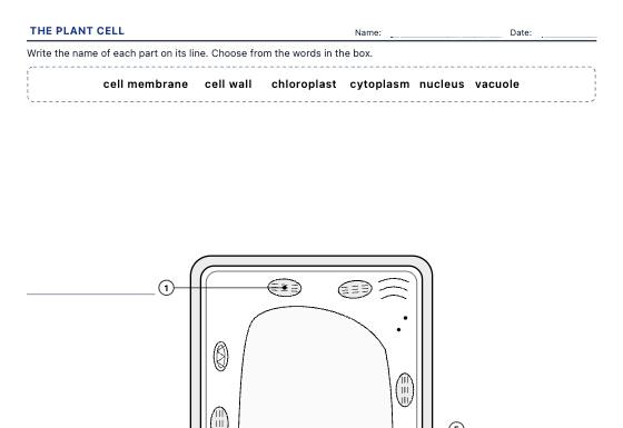 Sample worksheet: Cells and Plants Labelling