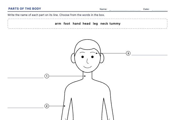 Sample worksheet: Human Body Labelling