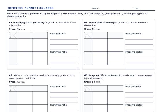 Sample worksheet: Punnett Square