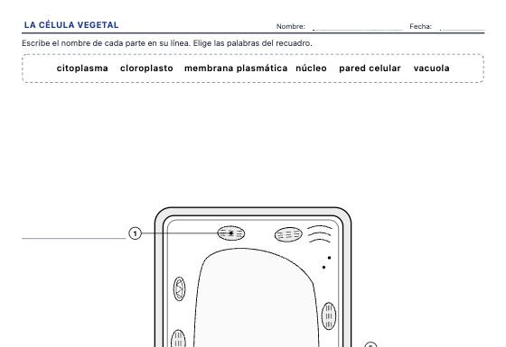 Ficha de ejemplo: Células y Plantas