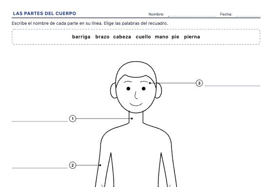 Ficha de ejemplo: Del Cuerpo Humano