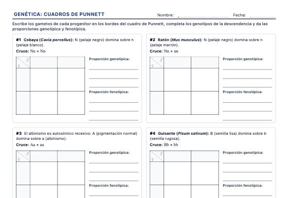 Ficha de ejemplo: Cuadros de Punnett